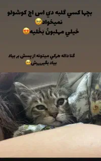 گربه کوچولو