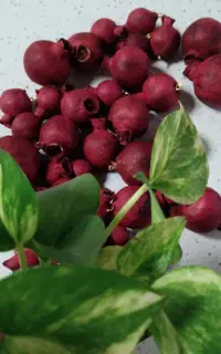 خریدار انواع  آویز  انار