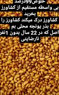 فروش بذر یونجه گرمسیری کل استان کشاورز