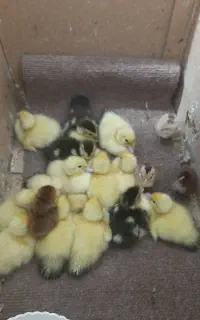 جوجه اردک خارجی