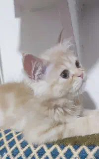 ۲کیلو طلای ناب و خالص