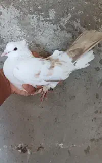 کبوتر