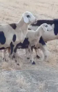 بره قوچ