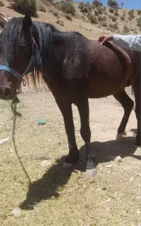 اسب نر