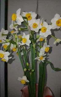 پیاز گل نرگس