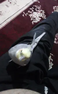 گمشده