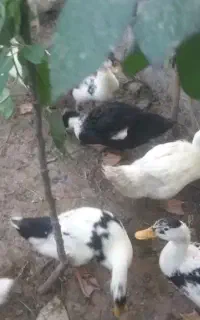 جوجه اردک سه چهار ماهه با واکسن دو مرحله زده شده