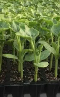 نشا هندوانه گرد تعداد محدود