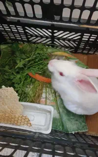 خرگوش برفی مثل گلوله برفه