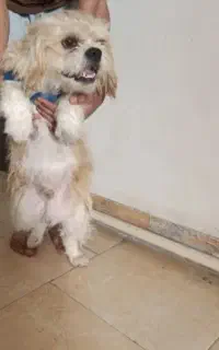 فروش سگ پاکوتاه