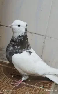 طوقی نر