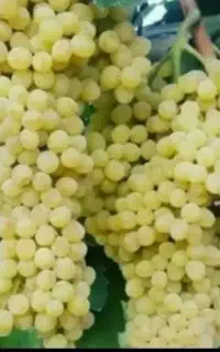 انگور
