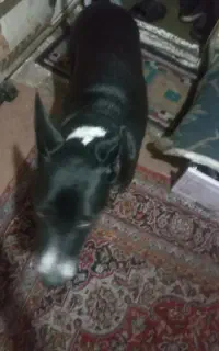 باسلام وخداقوت سگ پیداشده ماده