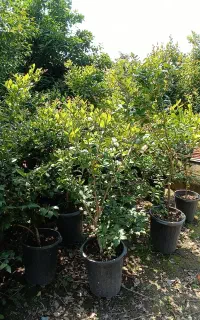 فروش یاس سطل ۱۰و۱۲