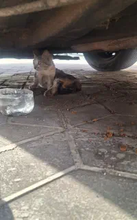 گربه بی سرپرست