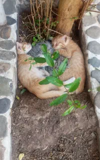 واگذاری