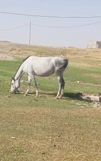 فروش مادیون 4.۵سال سرحال