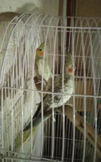 عروس هلندی