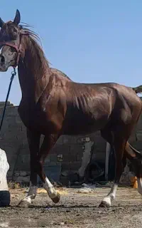 عرب مصری دوسر نریان