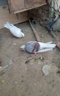 ماده کورکورومستونو