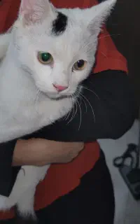 گربه سفید ملوسی پیدا شده