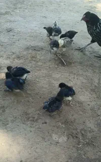 فروش جوجه مرغ محلی اصیل