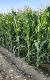 فروش ذرت علوفه ای