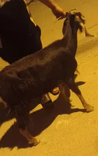 بز کهره