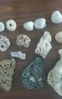 سنگ و صدف