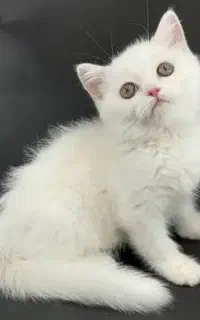 گربه بریتیش زیبا