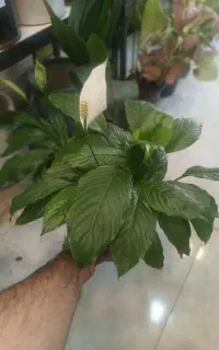 گیاهان آپارتمانی
