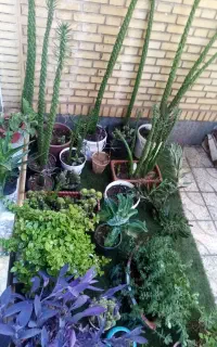 گل وگیاه
