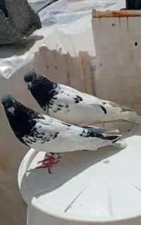 کفتر جفت