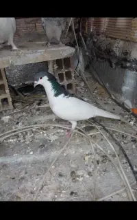 مجسمه ماده چپ افغانی معاوضه باجفت جوجه،