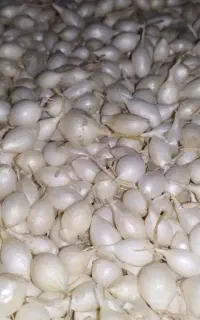 پیاز غده