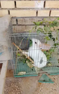 فروش خرگوش