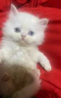 بچه گربه پرشین