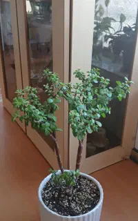 گلهای شاداب