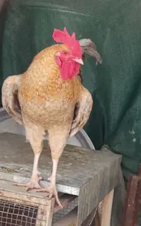 فروش خروس محلی