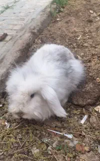 خرگوش لپی نر