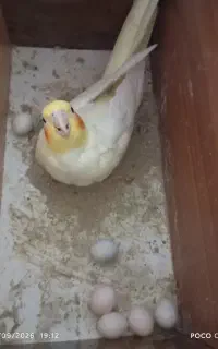 دو عروس هلندی تخم گذار