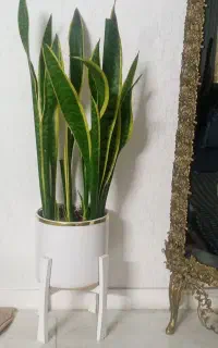 گل طبیعی سانسوریا
