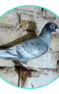 موشی ماده