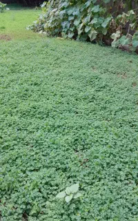 برگ ترش واش کیلویی ۱۵۰ هزار تومان