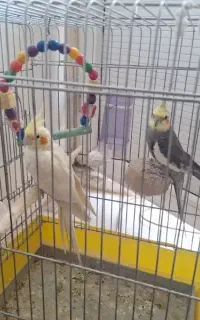 عروس هلندی