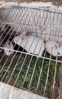 خرگوش کوچولو