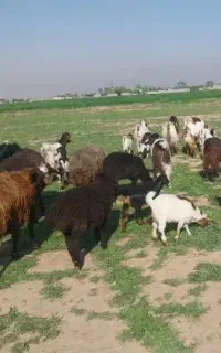 شیر گوسفند قیمت کیلویی ۹۰