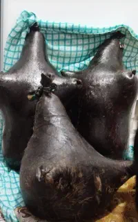 هیزه گوسفندی