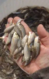 توزیع کپور امور فیتو