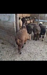 با سلام 20تا بره نر کیلو 650
